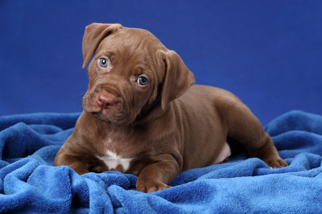ile kosztuje pit bull (amerykański pit bull terrier)