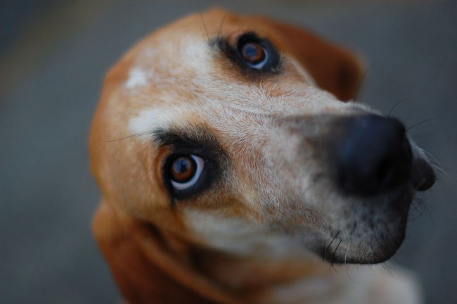kufa psa rasy angielski coonhound