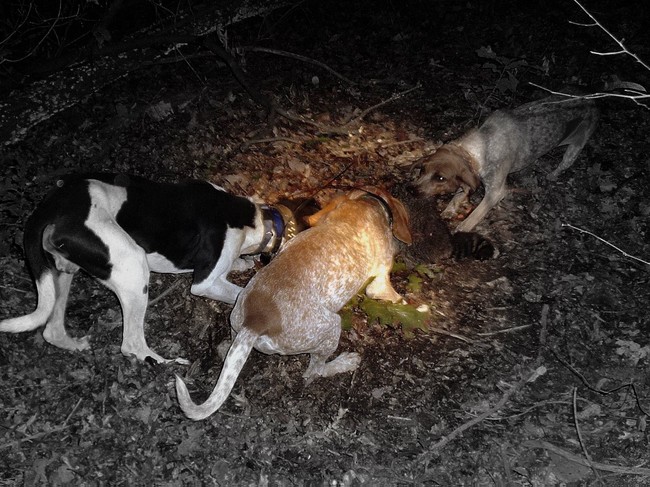 Angielski coonhoundy na polowaniu