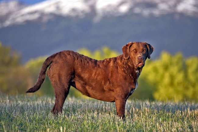 aporter chesapeake bay retriever Rasy i anatomia psów myśliwskich - aporter chesapeake bay retriever