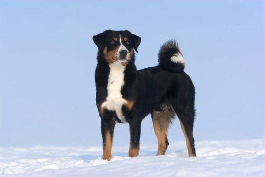 Appenzeller sennenhund, trójkolorowy pies pasterski ze Szwajcarii