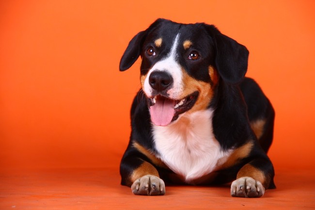 Appenzeller sennenhund podczas treningu