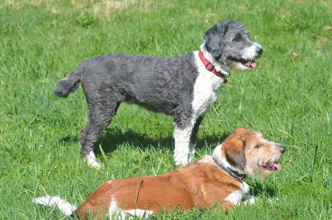 Aussiedoodle, urocza krzyżówka owczarka australijskiego i pudla 