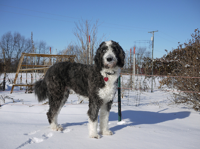 Hybryda Aussiedoodle Psia hybryda Aussiedoodle
