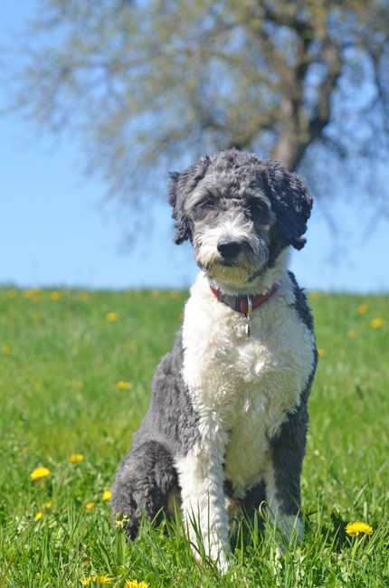 pies aussiedoodle