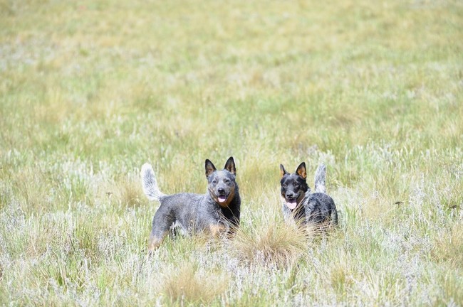 idealne psy dla osób lubiących spokój Australian cattle dog