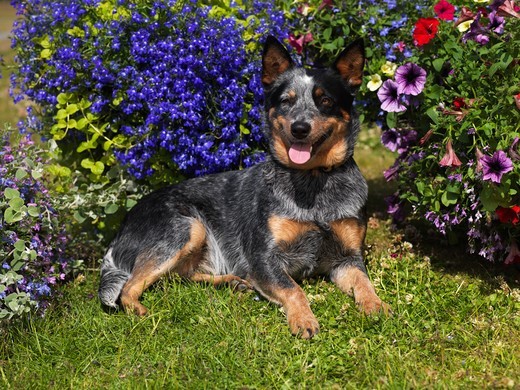 Zdrowy australian cattle dog w ruchu