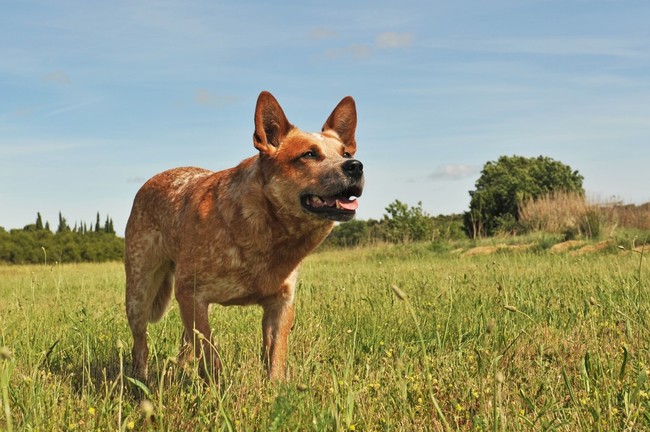 Australian cattle dog o niebieskim umaszczeniu