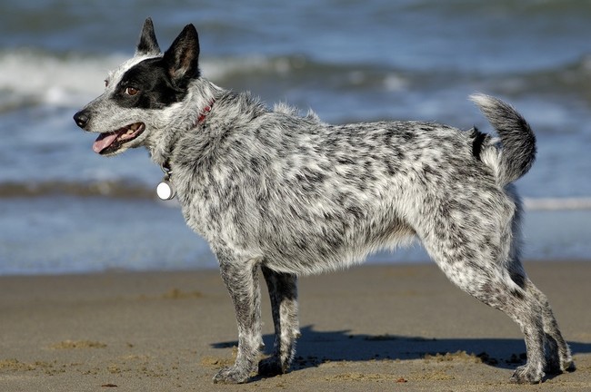 australijskie rasy psów - australian cattle dog