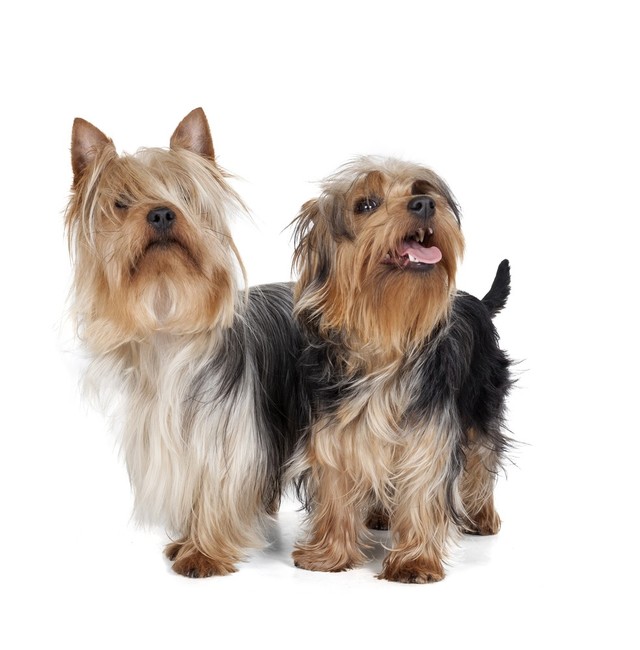 teriery australian silky terrier