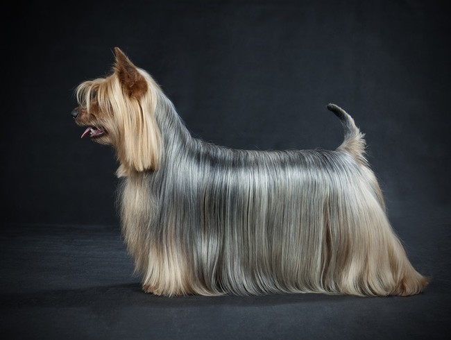 psy długowłose silky terrier