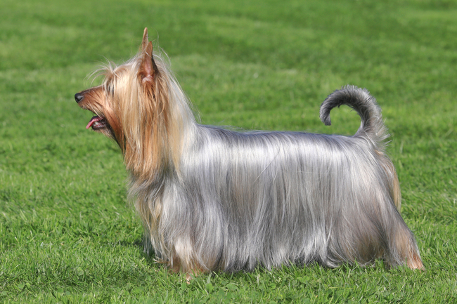 suczka Australian Silky Terrier