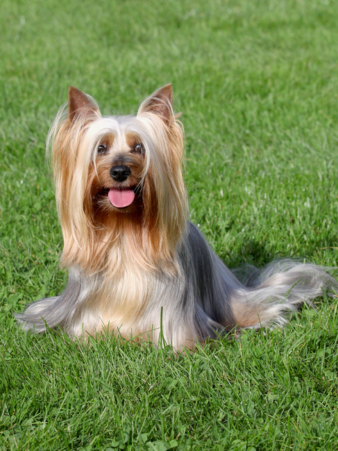 rasa psa Australian Silky Terrier