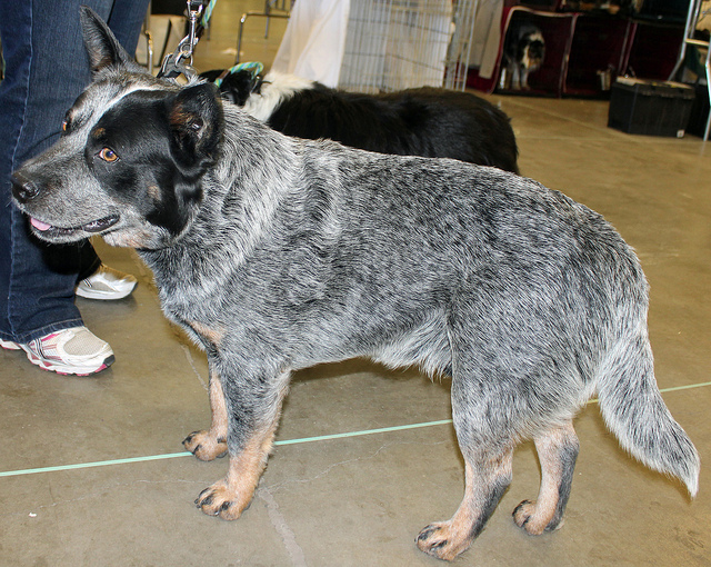 Australian stumpy tail cattle dog Australian stumpy tail cattle dog