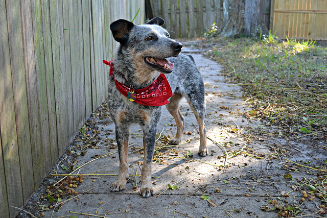 Pies Australian stumpy tail cattle dog Pies Australian stumpy tail cattle dog