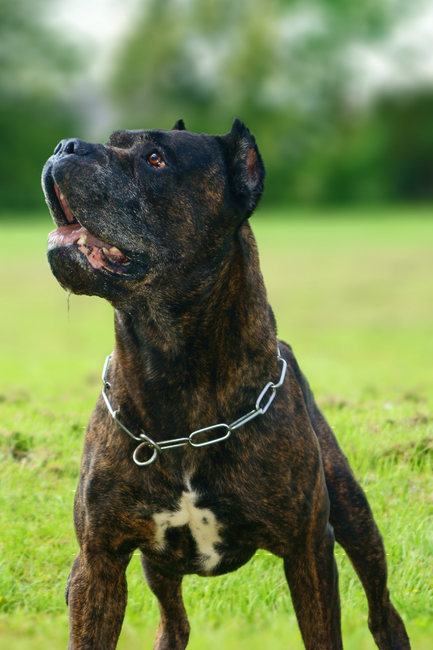 pies bandog