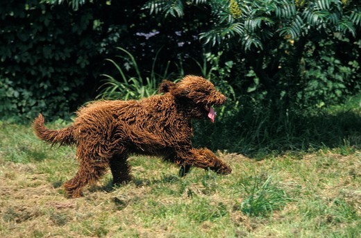 rasa psa barbet barbet (francuski pies wodny)
