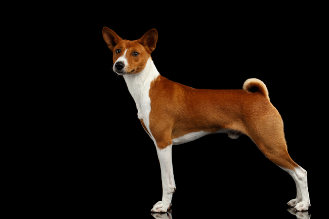 rasy psów z afryki basenji