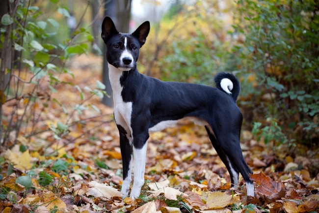 idealne psy dla osób lubiących spokój basenji