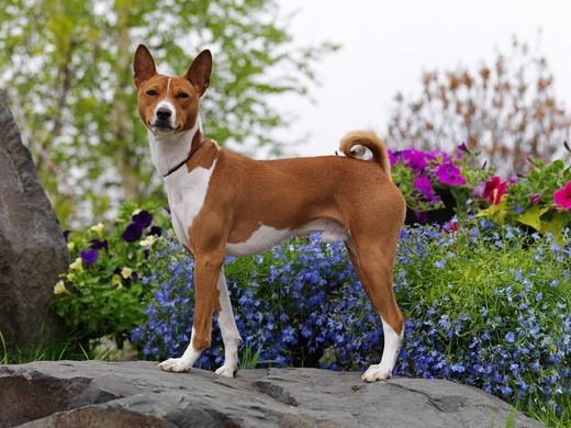 Basenji, pies z Afryki o rudym umaszczeniu