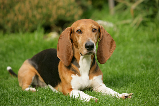basset artezyjsko-normandzki (Artesian Norman Basset) rzadka rasa psów basset artezyjsko-normandzki (Artesian Norman Basset)