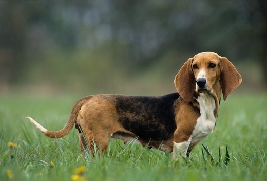 francuskie psy gończe basset artezyjsko normandzki