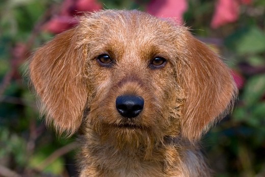 Pies Basset bretoński Kufa Basseta bretońskiego