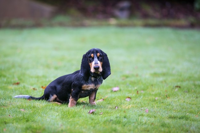 Basset gaskoński (Basset Bleu de Gascogne) Basset gaskoński (Basset Bleu de Gascogne)