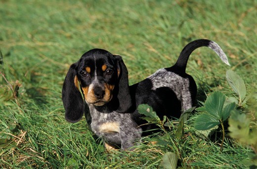 szczeniak basseta gaskońskiego basset gaskoński szczeniak