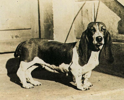rasy psów genetycznie zmodyfikowanych basset hound