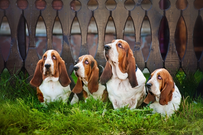 Basset hound w ogrodzie