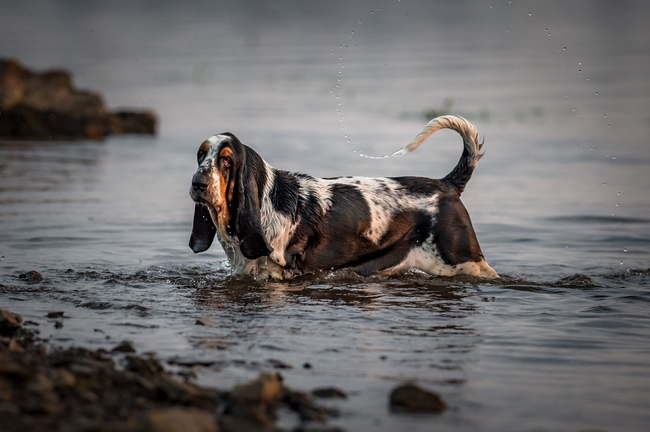 basset hound genetycznie zmodyfikowana rasa psów