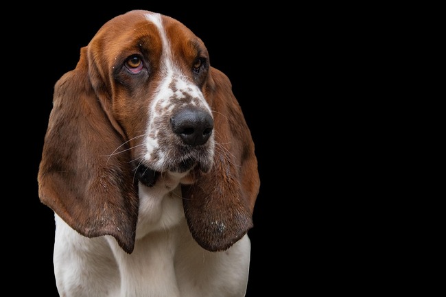 wady i zalety basset hound