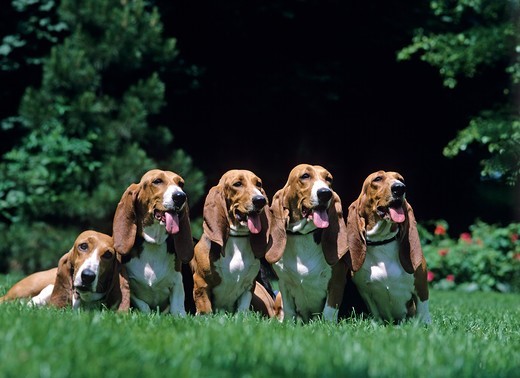 Bassety artezyjsko-normandzkie Psy rasy Basset artezyjsko-normandzki
