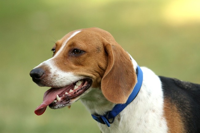 francuskie psy gończe beagle harrier