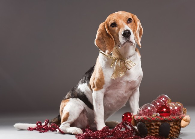 Pies rasy beagle przy świątecznych bombkach