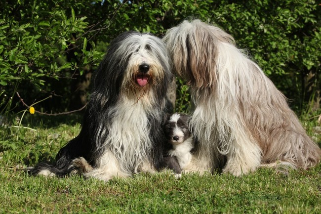 Grupa psów Bearded collie Psy rasy Bearded collie