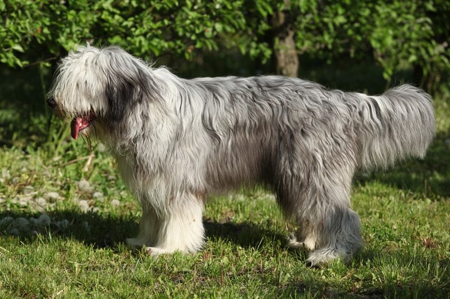 Suczka Bella Bearded collie Suczka Bella rasy Bearded collie