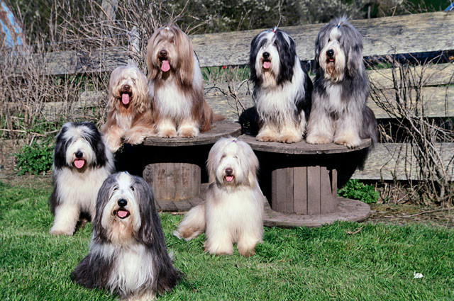 Psy rasy Bearded collie Psy rasy Bearded collie