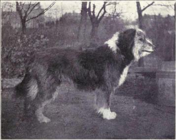 Historia Bearded Collie, Bearded collie z 1915 roku