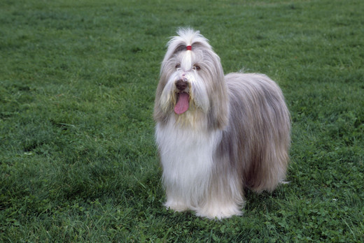 współczesny bearded collie