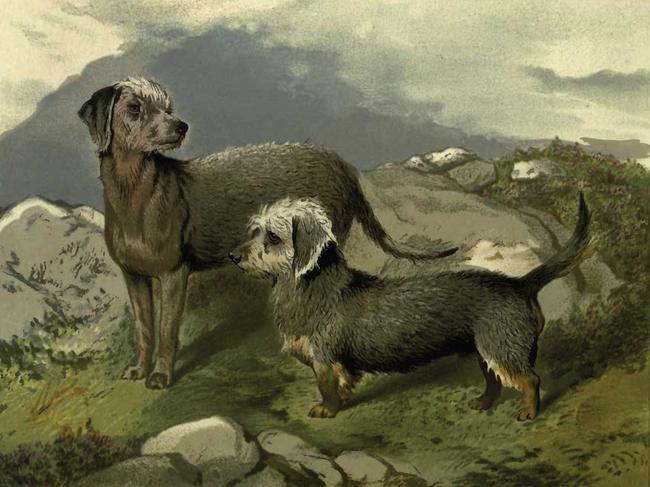 Dawny rysunek przedstawiający bedlington teriera i dandie dinmont teriera