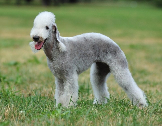 Rasa psów Bedlington terrier
