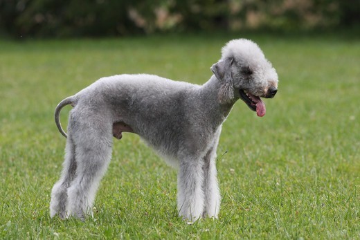 rasy psów do kochania za swoją brzydotę bedlington terriery