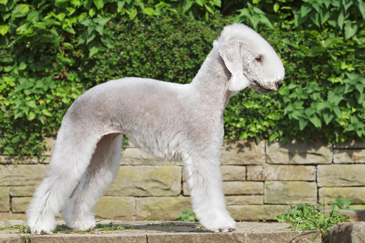 Suczka Bedlington terriera Zanik kupisz Bedlington terriera