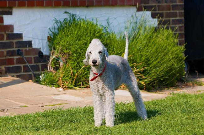 Bedlington terrier stojący bokiem, widoczny łukowaty grzbiet