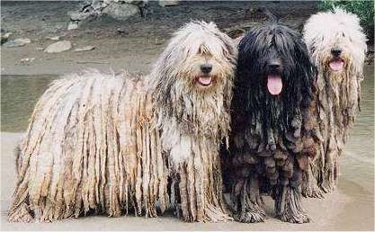 Rasa Bergamasco (Cane da pastore Bergamasco)