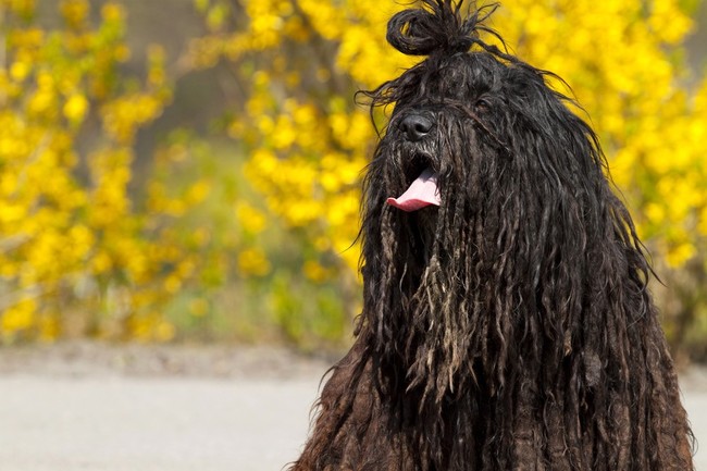 Kufa psa Bergamasco