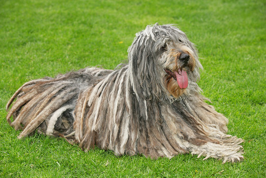 Pies owczarski Bergamasco