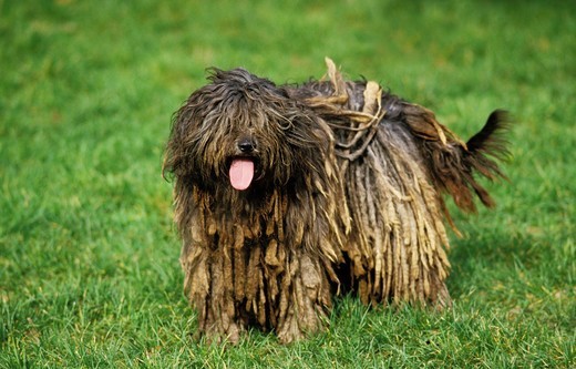 włoska rasa psa Bergamasco